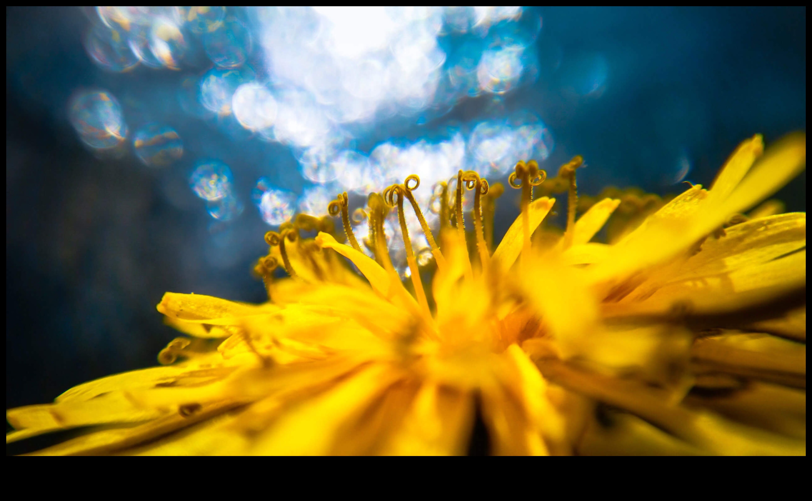 בוקה עוצר נשימה: מצלמות עם טשטוש רקע יפה