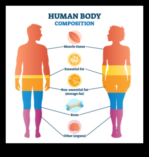 הרכב גוף מה שאתה צריך לדעת 4 השפעת הרכב הגוף על דיאטות הרזיה