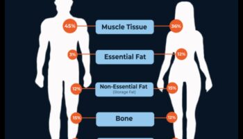 השפעת הרכב הגוף על דיאטות הרזיה